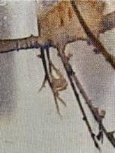 Load image into Gallery viewer, Kakemono - Autumn rusts