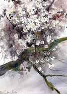 Pétales et lichens